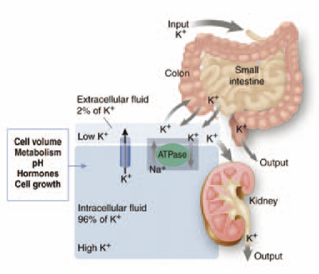    HEALTH SCIENCES  