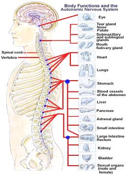 INTERNATIONAL SUJOK ACUPUNCTURE ASSOCIATION 