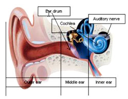 NARAYAN SPEECH & HEARING CLINIC